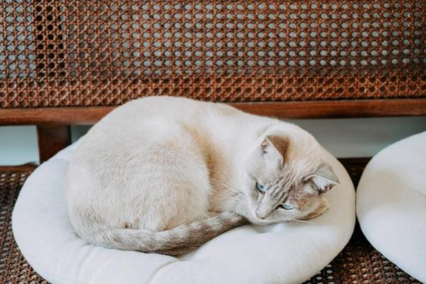 乐此不疲是什么生肖(乐此不疲是什么生肖动物) 乐此不疲是什么生肖(乐此不疲是什么生肖动物)