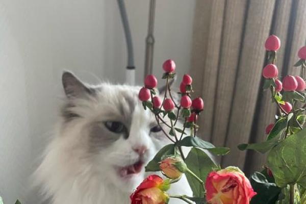 采花大盗是指什么生肖(采花大盗指什么生肖动物和动物)