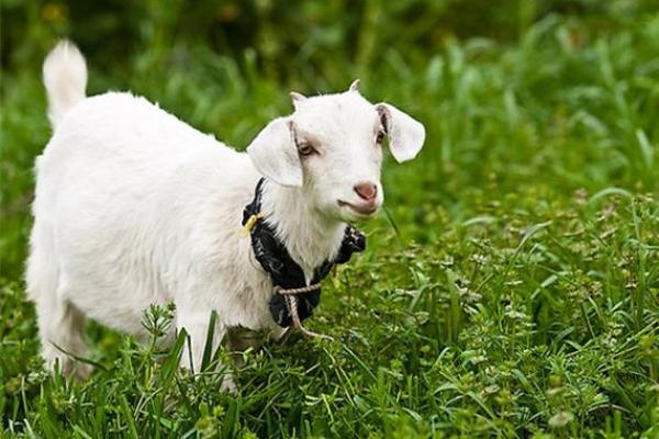 91年属羊未来十年运势_1991年属羊34岁有情劫