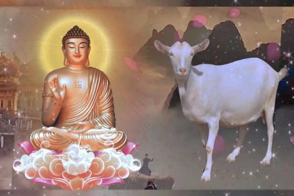 属羊人2025年背叛家庭 1979属羊46岁以后运气