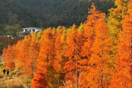 山穷水尽是什么生肖(山穷水尽是什么生肖动物呢)