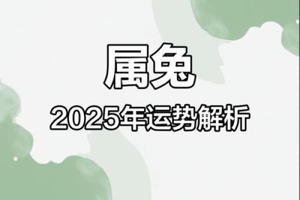 2025年属兔人运势解析财运与运气全揭秘