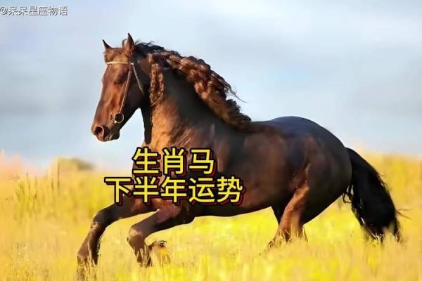 属马人2024年全年运势_属马人2024年全年运势运程