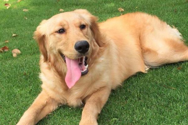 软弱无力是什么生肖(软弱无力是什么生肖正确答案)