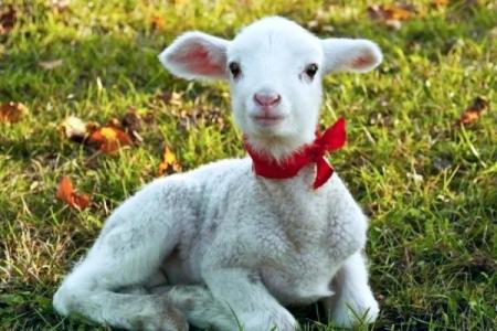 1979女羊2025年运势_79属羊女46有大横财发吗