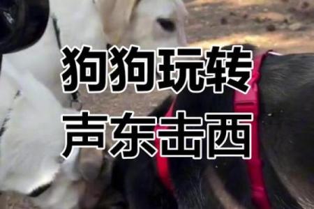 声东击西打一正确生肖动物(声东击西指什么动物生肖)