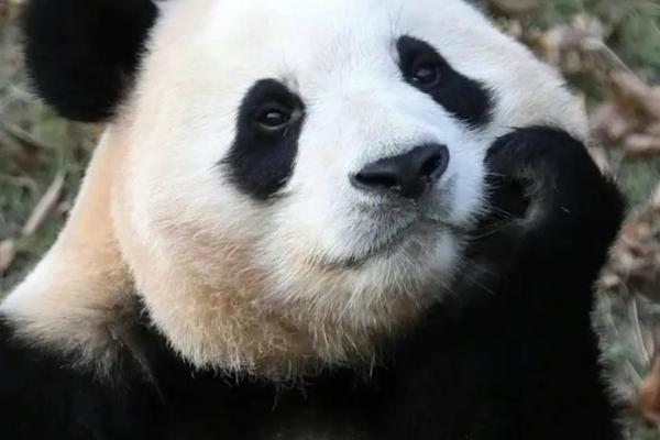 无法无天的动物猜一生肖(无法无天是什么动物生肖)