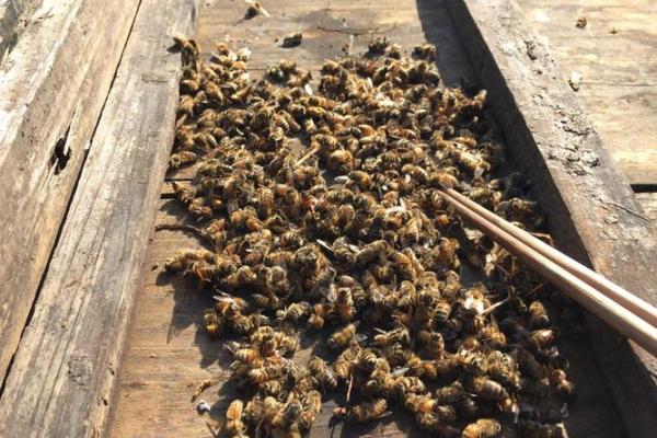 蜂出泉流是什么生肖(出蜂口流在什么位置好)