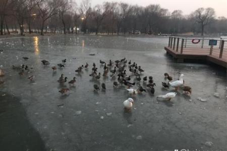 三五成群是指什么生肖(三五成群是指什么生肖动物)