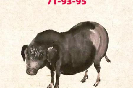 95属猪适合住几楼吉利的房子_95年属猪住几层楼最好的选择