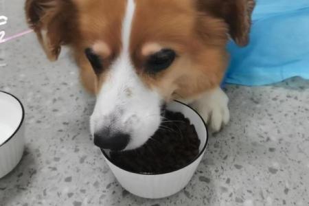 妙手回春是什么生肖(妙手回春是什么生肖动物)