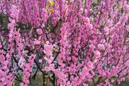 百花盛开打一生肖(百花盛开图片)