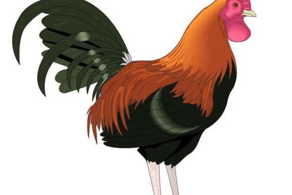 93年生肖鸡2025年运势 93年属鸡未来5年运势走向