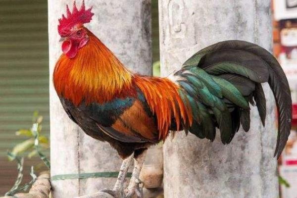 93年属鸡的姻缘在哪年_93年属鸡的姻缘在哪年在哪个方位