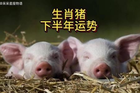 1983年属猪2025年运势 2025属猪人的全年运势1983出生