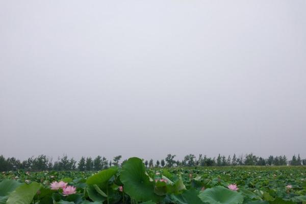 花枝招展打一生肖(花枝招展打一生肖数字是兔子) 花枝招展打一生肖(花枝招展打一生肖数字是兔子)