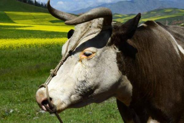 一呼百应是什么生肖(一呼百应是什么生肖猴) 一呼百应是什么生肖(一呼百应是什么生肖猴)