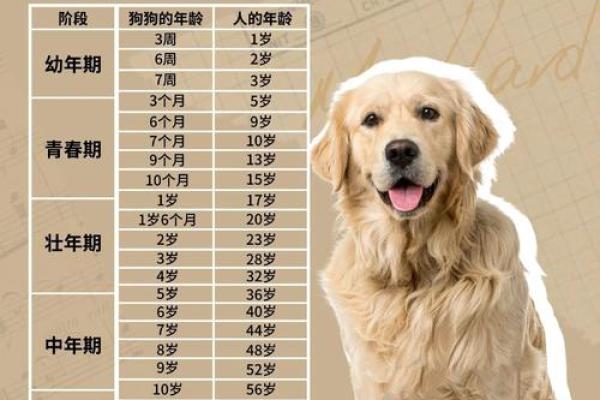 1970年属狗多大 1970年属狗今年多大年龄计算与运势解析