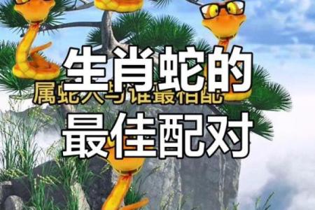 属蛇和属猪的婚姻配对适合做夫妻吗
