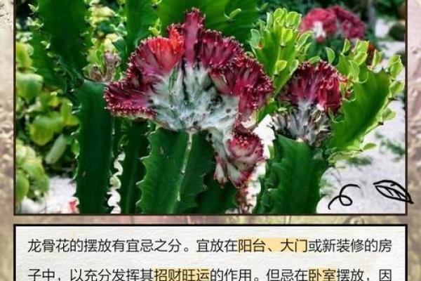 龙骨花有哪些风水作用？