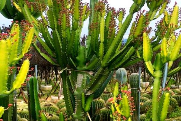 龙骨花有哪些风水作用？