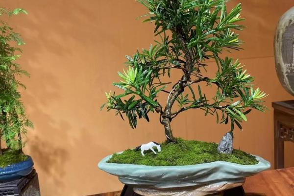 公司风水_办公室摆放迎客松盆景什么位置更佳 公司风水_办公室摆放迎客松盆景什么位置更佳