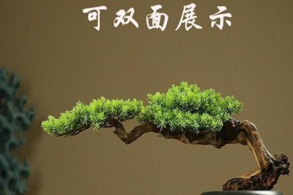公司风水_办公室摆放迎客松盆景什么位置更佳 公司风水_办公室摆放迎客松盆景什么位置更佳