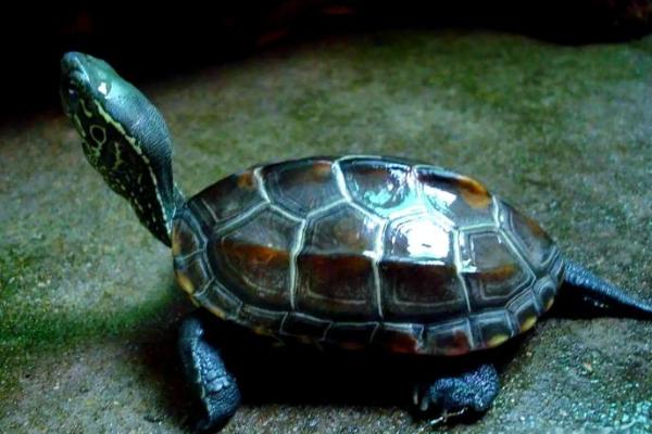 住宅养龟风水禁忌有什么说法作用 住宅养龟风水禁忌有什么说法作用