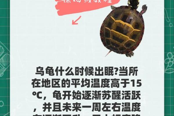 住宅养龟风水禁忌有什么说法作用 住宅养龟风水禁忌有什么说法作用