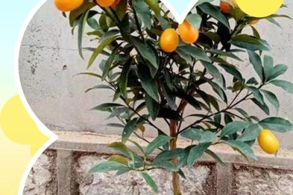 家里种金桔不吉利吗风水观点 家里种金桔不吉利吗风水观点