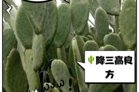 仙人掌的风水作用，仙人掌的风水作用禁忌