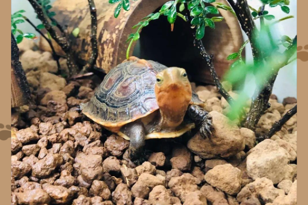 风水上养龟为什么不能养双,有这说法吗-