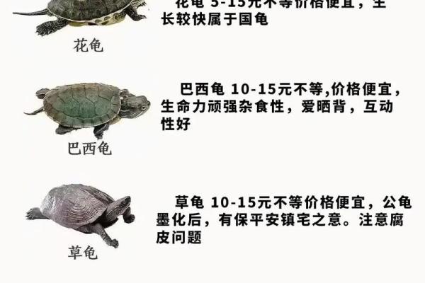 哪个生肖不宜养龟风水好不好