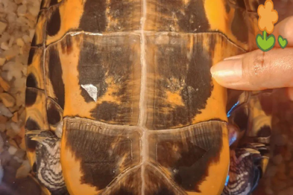 哪个生肖不宜养龟风水好不好