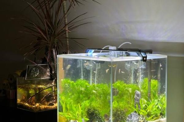 茶几鱼缸的风水