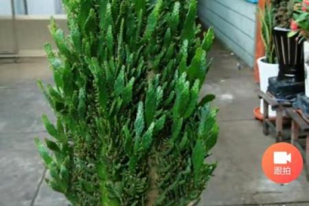 千手观音植物风水