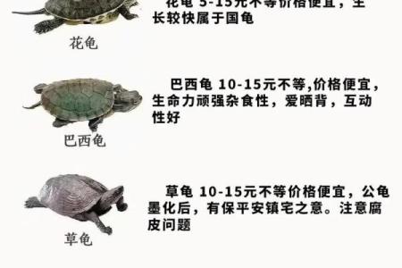 哪个生肖不宜养龟风水好不好