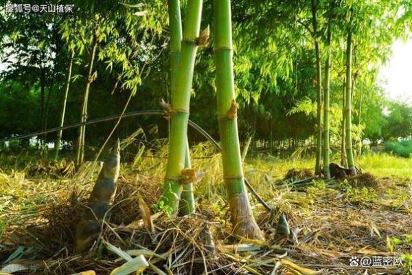 风水中有"无园不竹"之说