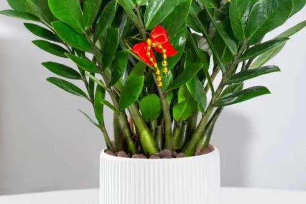 办公室摆放什么花可以招财风水 办公室摆放什么花可以招财风水