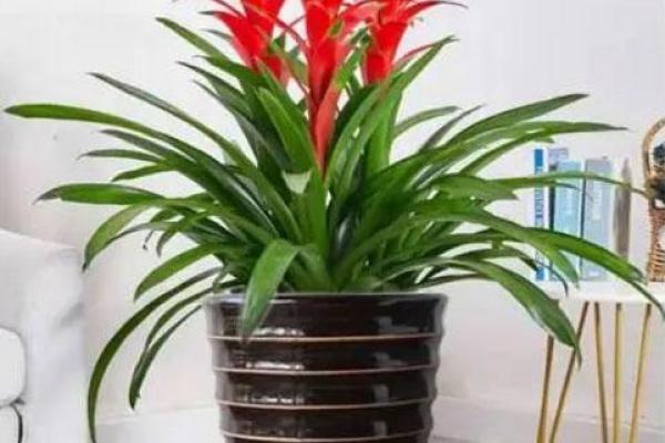 办公室摆放什么花可以招财风水 办公室摆放什么花可以招财风水