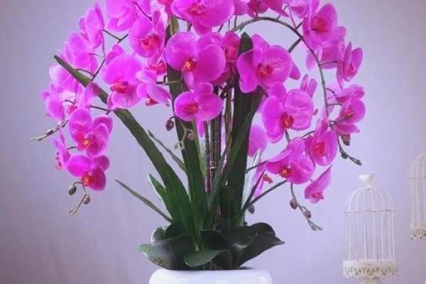 家里摆放假花会影响风水吗