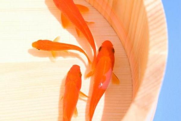 家里养风水鱼养几条比较好？有什么讲究吗？