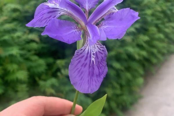 唐菖蒲在风水中有何作用 唐菖蒲在风水中有何作用