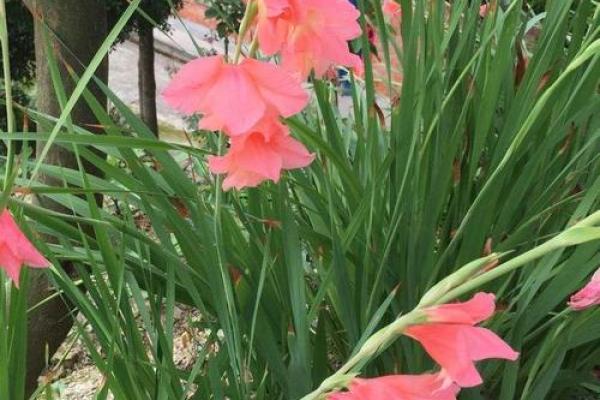 唐菖蒲在风水中有何作用 唐菖蒲在风水中有何作用