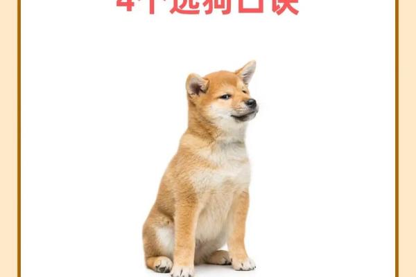 94年狗和94年狗是上等婚吗 两只94年生的狗配对算是高配婚姻吗 94年狗和94年狗是上等婚吗 两只94年生的狗配对算是高配婚姻吗