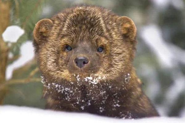 四哥指什么生肖动物和动物 四哥百科 四哥指什么生肖动物和动物 四哥百科