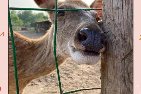 四哥指什么生肖动物和动物 四哥百科 四哥指什么生肖动物和动物 四哥百科