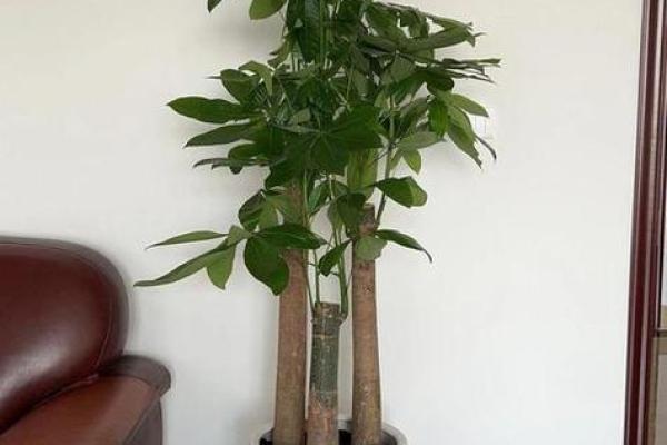 如何根据办公室的风水原则来摆放花卉 如何根据办公室的风水原则来摆放花卉