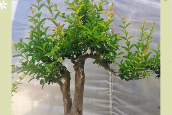 庭院花草的摆放和种类对风水有什么影响