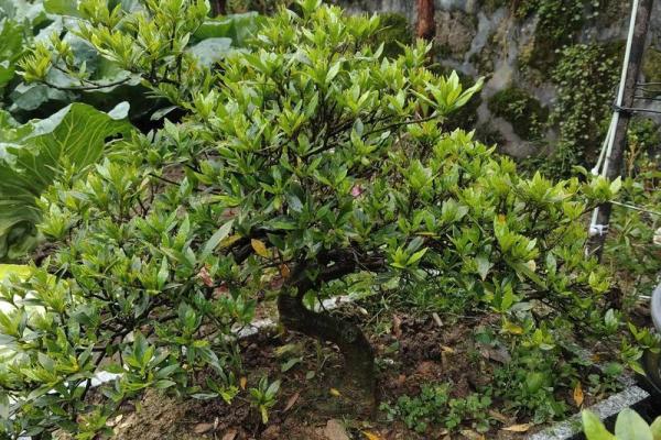 庭院花草的摆放和种类对风水有什么影响